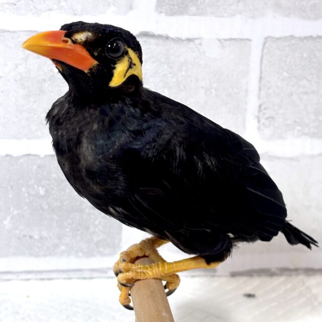 九官鳥（キュウカンチョウ）