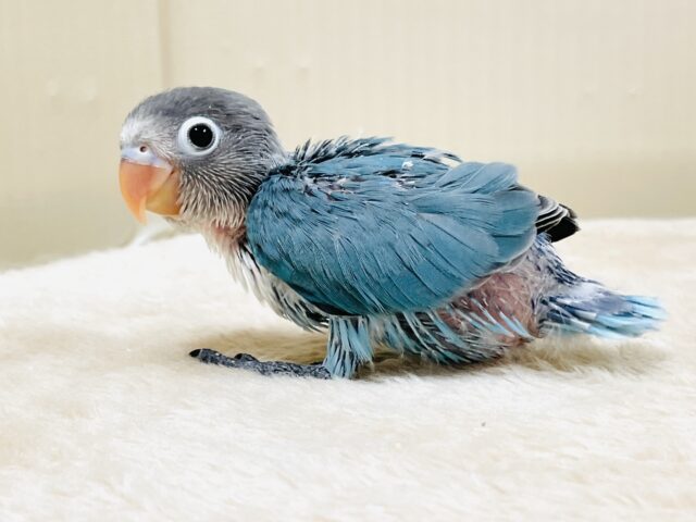 いっぱい眠って大きくなるよ💙ブルーボタンインコ（ヒナ）