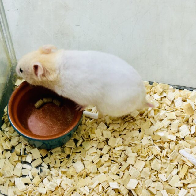 柏店 ハムちゃん入舎情報!! いろいろ