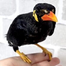 九官鳥  🖤⟡.·💛‪🧡‬‪