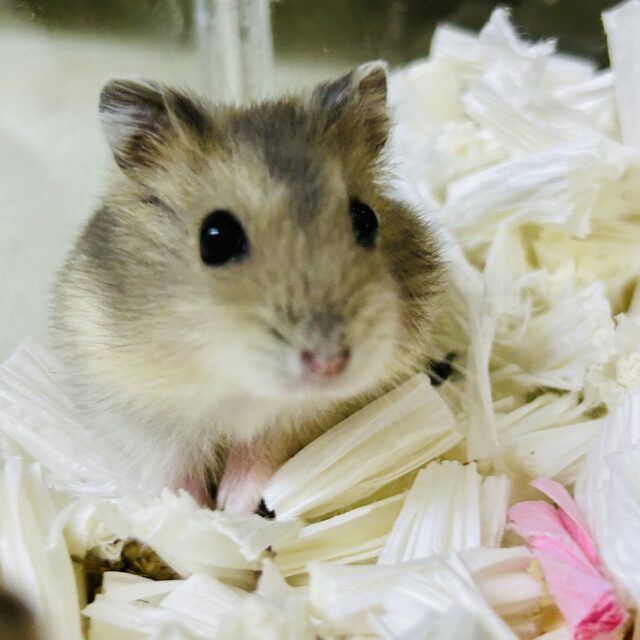 柏店 ハムちゃん入舎情報!! いろいろ