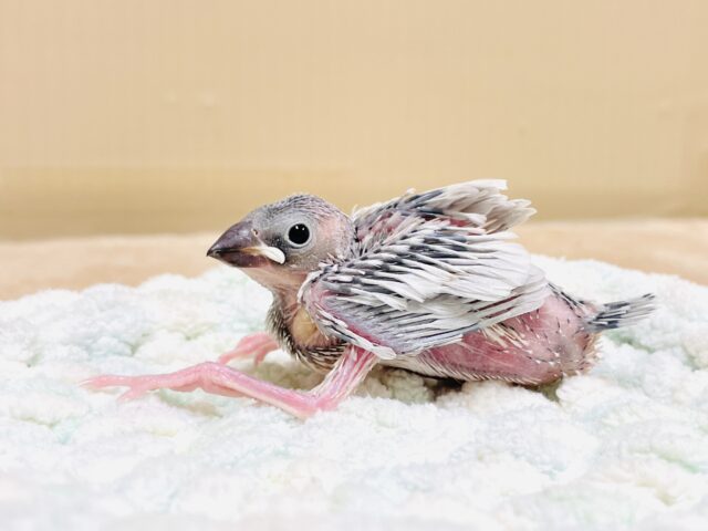 シルバー文鳥