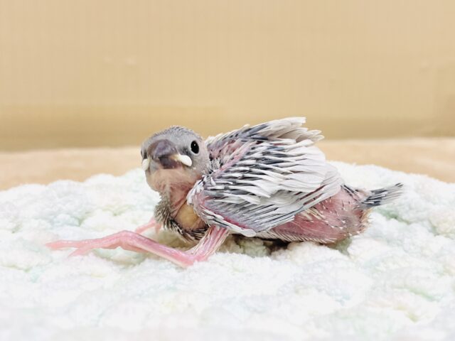 シルバー文鳥