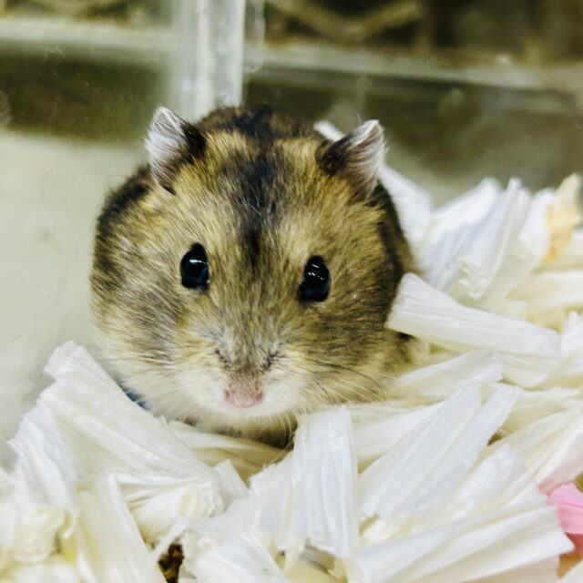 柏店 ハムちゃん入舎情報!! いろいろ