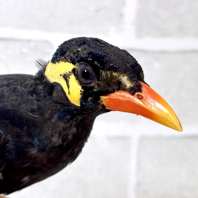 九官鳥 🖤⟡.·💛🧡 九官鳥(キュウカンチョウ)