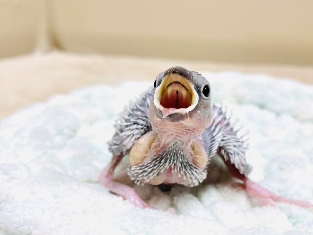 シルバー文鳥