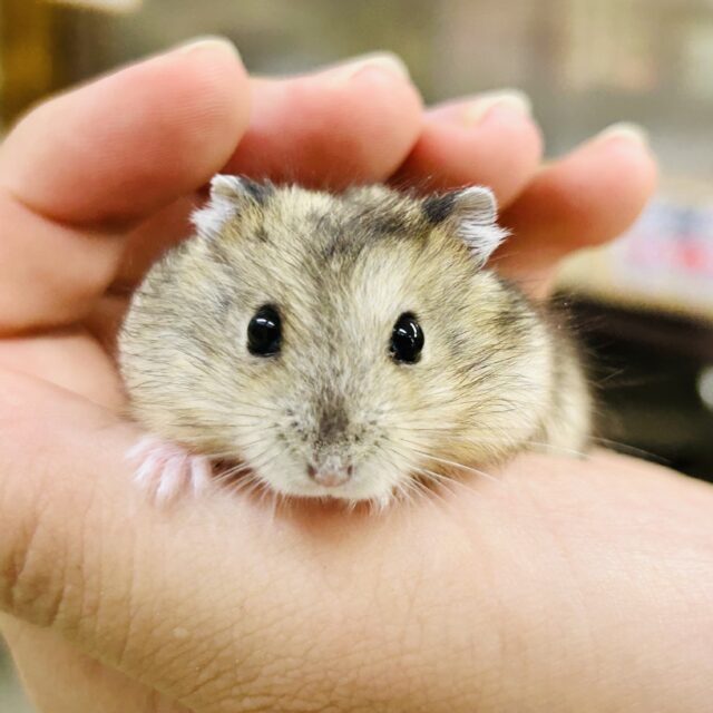 柏店 ハムちゃん入舎情報!! いろいろ