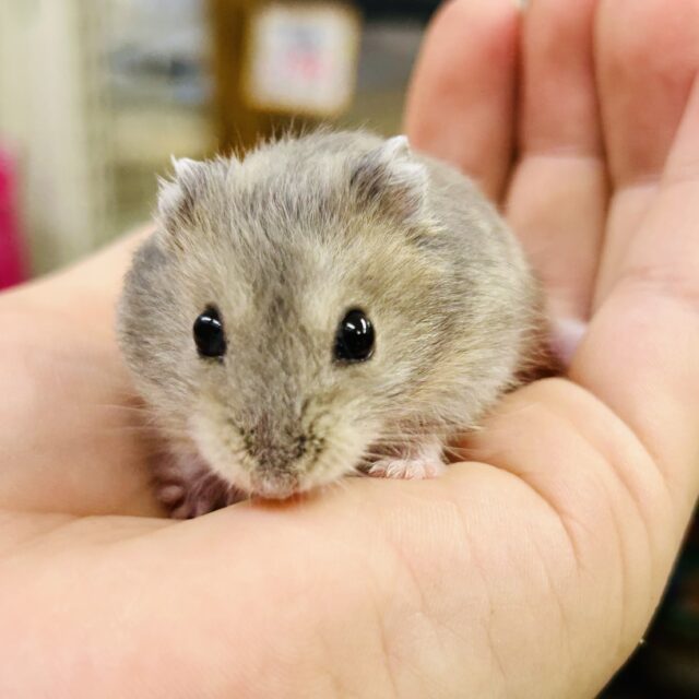 柏店 ハムちゃん入舎情報!! いろいろ