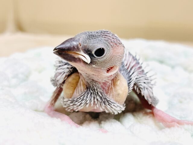 いっぱい食べて大きくなるよ🩶シルバー文鳥（ヒナ）