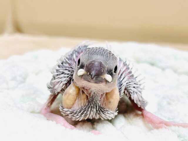 シルバー文鳥