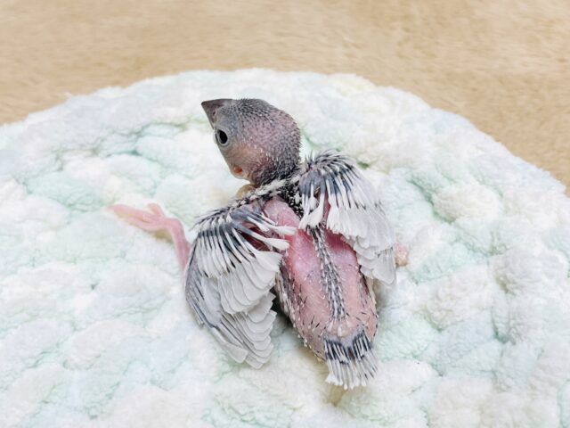 シルバー文鳥