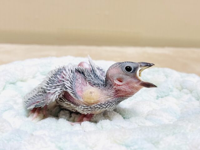 シルバー文鳥