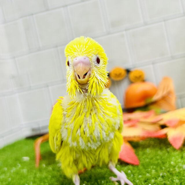 サンシャイ～ン～☼ セキセイインコ