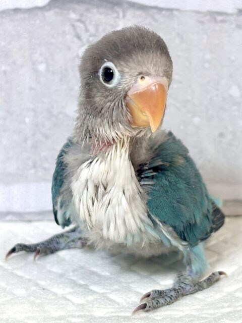 ボタンインコ
