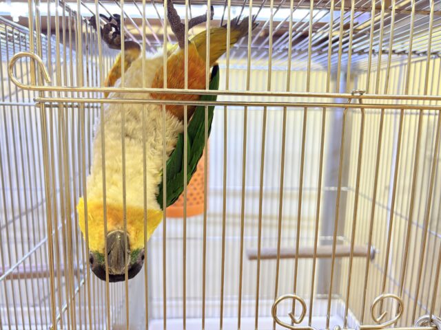 【最新動画】黒い頭が魅力的な元気っ子💕ズグロシロハラインコ(男の子) ズグロシロハラインコ