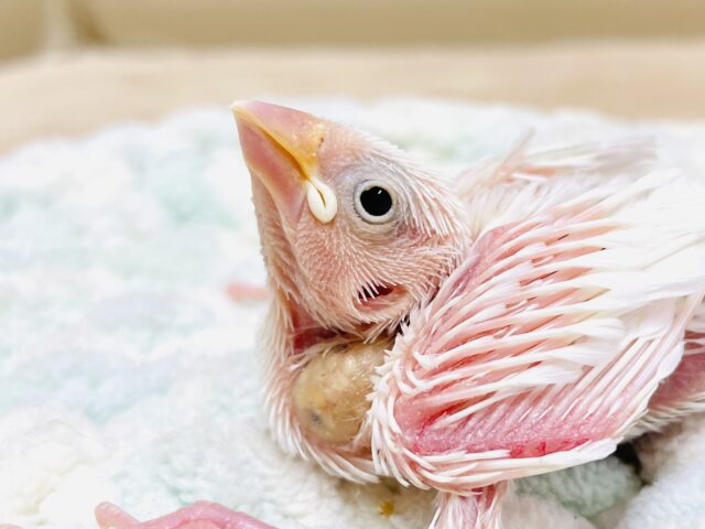 白文鳥