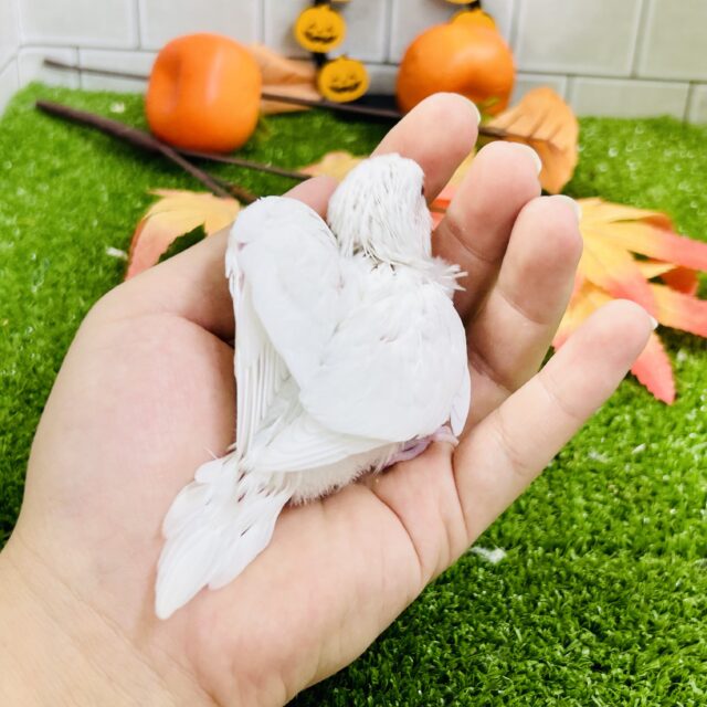 そろそろ雪が恋しいかな?? セキセイインコ セキセイインコ