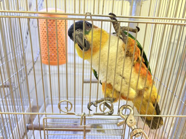 【最新動画】黒い頭が魅力的な元気っ子💕ズグロシロハラインコ(男の子) ズグロシロハラインコ