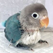 ボタンインコ  ブルー  💠💙🩵