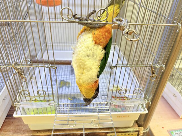 【最新動画】黒い頭が魅力的な元気っ子💕ズグロシロハラインコ(男の子) ズグロシロハラインコ