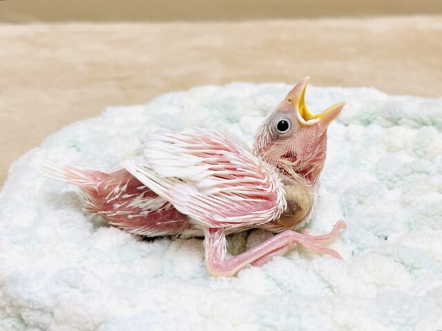 白文鳥