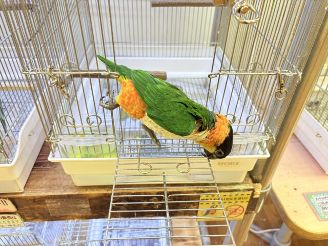 【最新動画】黒い頭が魅力的な元気っ子💕ズグロシロハラインコ(男の子) ズグロシロハラインコ