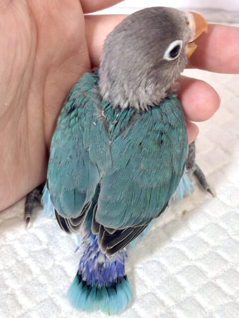 ボタンインコ