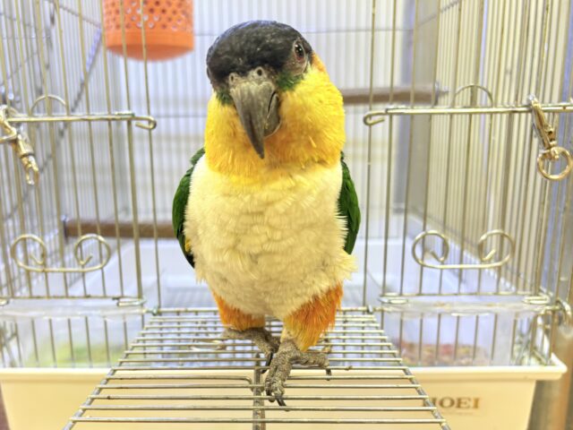【最新動画】黒い頭が魅力的な元気っ子💕ズグロシロハラインコ(男の子) ズグロシロハラインコ