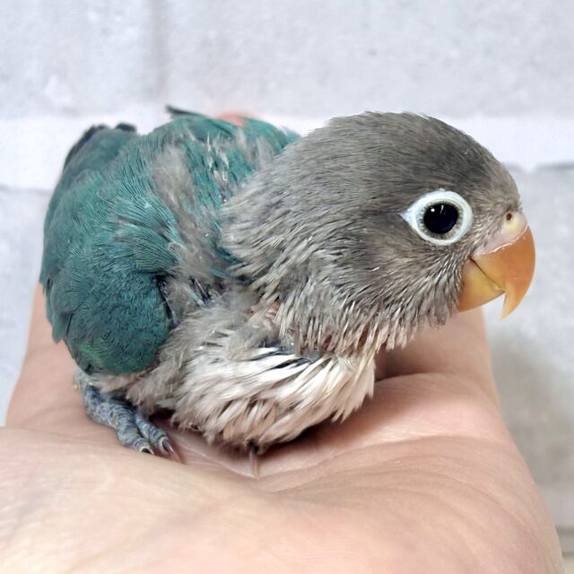 ボタンインコ ブルー 💠💙🩵 ボタンインコ