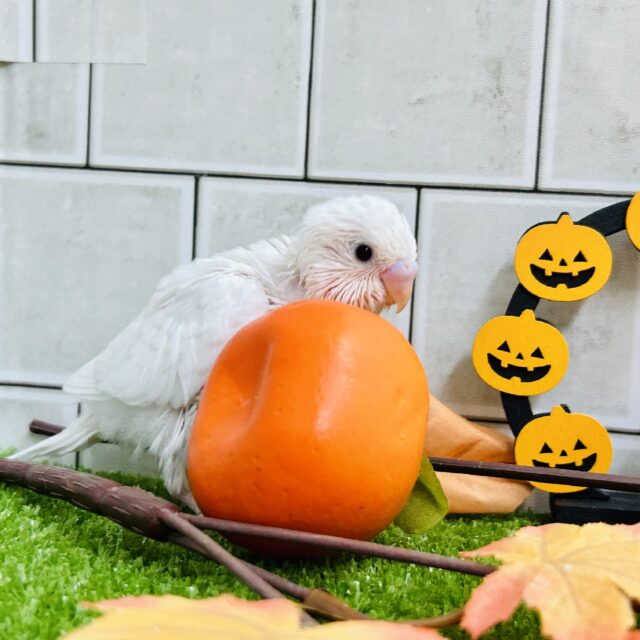 そろそろ雪が恋しいかな?? セキセイインコ セキセイインコ