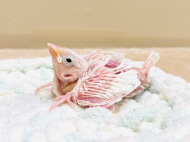 白文鳥
