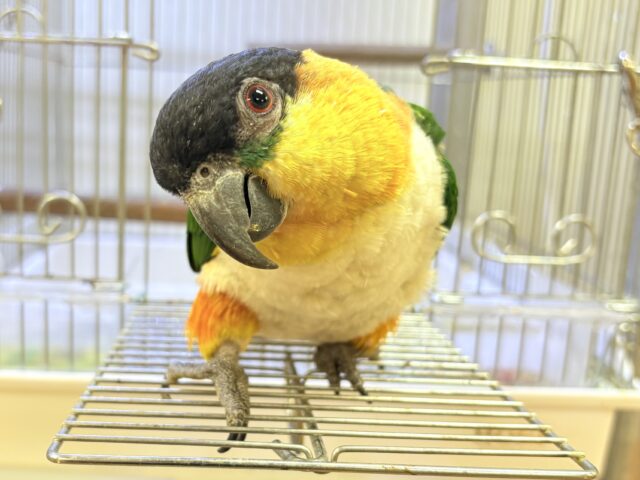 【最新動画】黒い頭が魅力的な元気っ子💕ズグロシロハラインコ(男の子) ズグロシロハラインコ