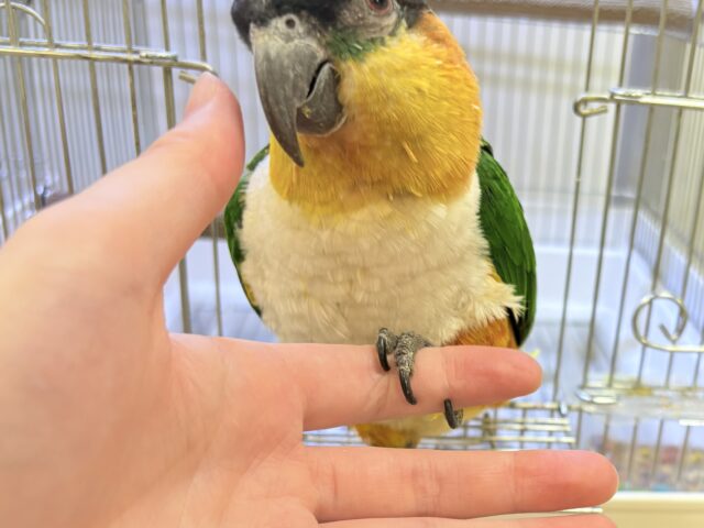 【最新動画】黒い頭が魅力的な元気っ子💕ズグロシロハラインコ(男の子) ズグロシロハラインコ