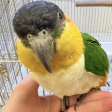 【最新動画】黒い頭が魅力的な元気っ子💕ズグロシロハラインコ（男の子）