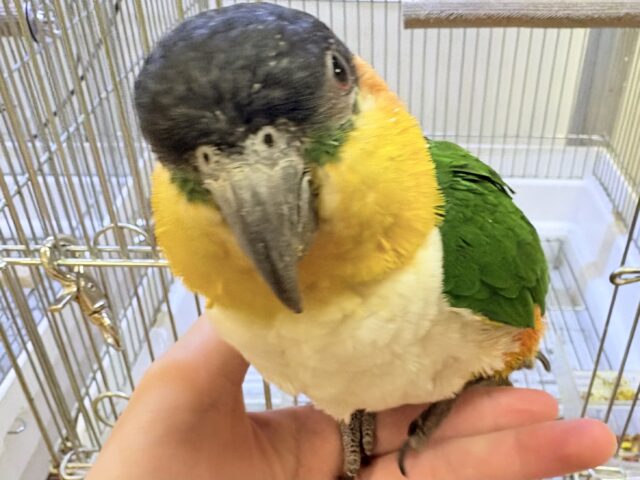 【最新動画】黒い頭が魅力的な元気っ子💕ズグロシロハラインコ(男の子) ズグロシロハラインコ