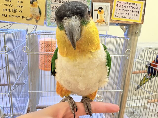 【最新動画】黒い頭が魅力的な元気っ子💕ズグロシロハラインコ(男の子) ズグロシロハラインコ