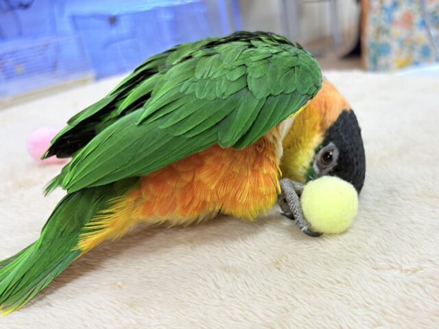 【最新動画】黒い頭が魅力的な元気っ子💕ズグロシロハラインコ(男の子) ズグロシロハラインコ