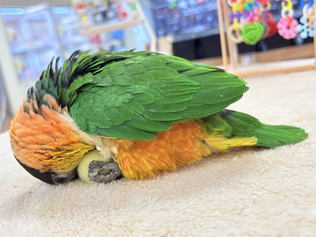 【最新動画】黒い頭が魅力的な元気っ子💕ズグロシロハラインコ(男の子) ズグロシロハラインコ