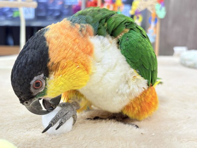 【最新動画】黒い頭が魅力的な元気っ子💕ズグロシロハラインコ(男の子) ズグロシロハラインコ