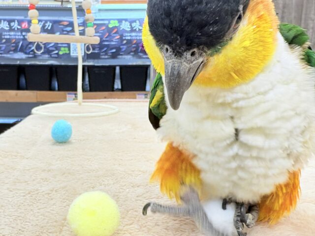 【最新動画】黒い頭が魅力的な元気っ子💕ズグロシロハラインコ(男の子) ズグロシロハラインコ