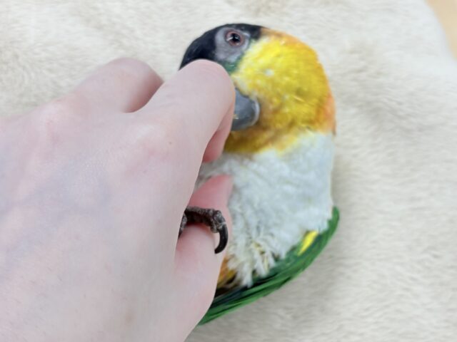 【最新動画】黒い頭が魅力的な元気っ子💕ズグロシロハラインコ(男の子) ズグロシロハラインコ