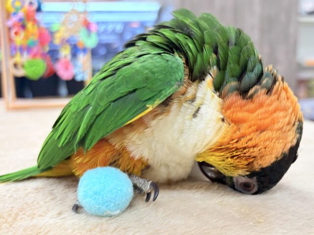 【最新動画】黒い頭が魅力的な元気っ子💕ズグロシロハラインコ(男の子) ズグロシロハラインコ