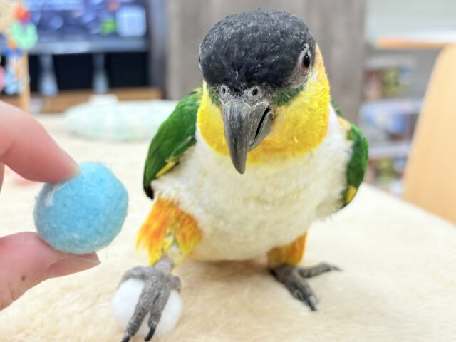 【最新動画】黒い頭が魅力的な元気っ子💕ズグロシロハラインコ(男の子) ズグロシロハラインコ
