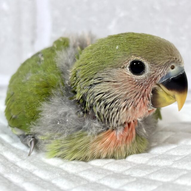 コザクラインコ ノーマル 💚🍀‎🧡‬