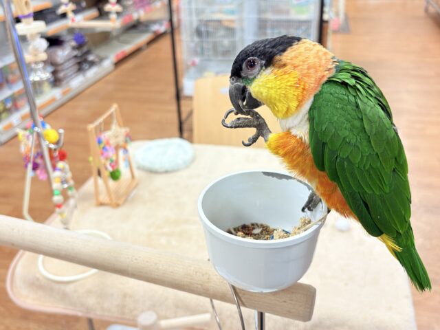 【最新動画】黒い頭が魅力的な元気っ子💕ズグロシロハラインコ(男の子) ズグロシロハラインコ