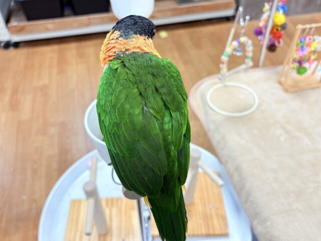 【最新動画】黒い頭が魅力的な元気っ子💕ズグロシロハラインコ(男の子) ズグロシロハラインコ