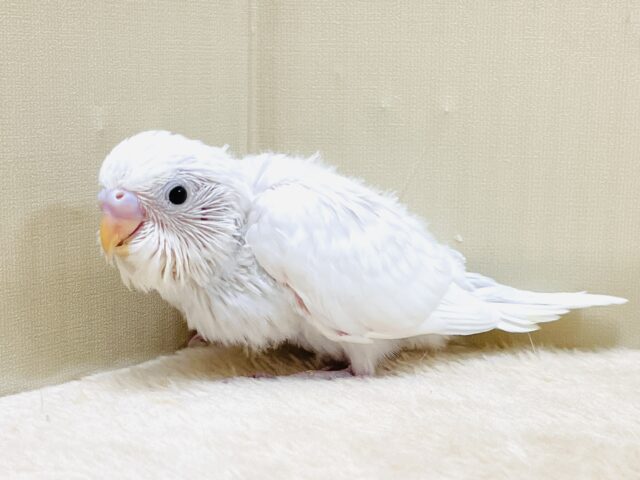 まっしろ天使の羽🪽セキセイインコ（ダブルファクター）ヒナ
