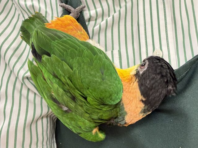 【最新動画】黒い頭が魅力的な元気っ子💕ズグロシロハラインコ(男の子) ズグロシロハラインコ