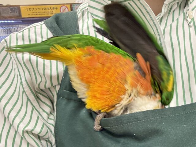 【最新動画】黒い頭が魅力的な元気っ子💕ズグロシロハラインコ(男の子) ズグロシロハラインコ