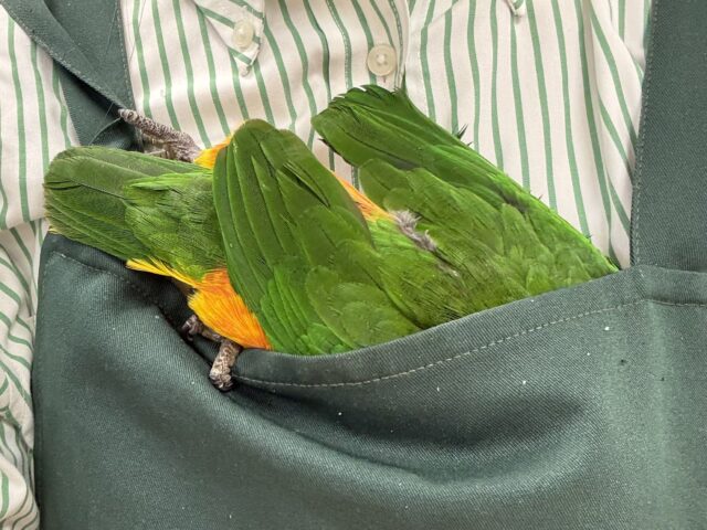 【最新動画】黒い頭が魅力的な元気っ子💕ズグロシロハラインコ(男の子) ズグロシロハラインコ